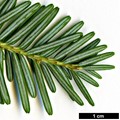 SpeciesSub: var. chinensis